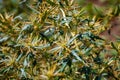 Xanthium spinosum yellow