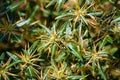 Xanthium spinosum yellow