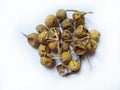 Xanthocarpum solanum is an Ayurvedic herb from India also known as choti Kateli or Kantakari