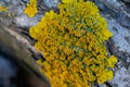 Xanthoria also known as shore lichen is growing on old wooden bark. Royalty Free Stock Photo