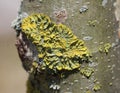 Xanthoria aureola lichen commonly known as Foliose, golden-yellow lichen, lacking isidia or soredia