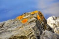 Xanthoria lichen Royalty Free Stock Photo