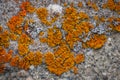 Xanthoria Lichen on Rock Royalty Free Stock Photo