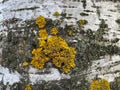 Xanthoria parietina on the birch tree. A leafy lichen. Names are orange lichen, yellow scale, maritime sunburst lichen and shore Royalty Free Stock Photo