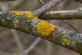 Xanthoria parietina, common orange lichen, yellow scale, maritime sunburst lichen and shore lichen, on the bark of tree Royalty Free Stock Photo