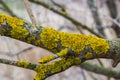 Xanthoria parietina, common orange lichen, yellow scale, maritime sunburst lichen and shore lichen, on the bark of tree Royalty Free Stock Photo