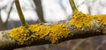 Xanthoria parietina, common orange lichen, yellow scale, maritime sunburst lichen and shore lichen, on the bark of tree Royalty Free Stock Photo