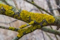 Xanthoria parietina, common orange lichen, yellow scale, maritime sunburst lichen and shore lichen, on the bark of tree Royalty Free Stock Photo