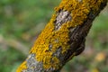 Xanthoria parietina common orange lichen, yellow scale, maritime sunburst lichen and shore lichen on the bark of tree branch. Thin Royalty Free Stock Photo