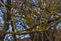 Xanthoria parietina common orange lichen, yellow scale, maritime sunburst lichen and shore lichen on the bark of tree branch. Thin Royalty Free Stock Photo