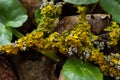 Xanthoria parietina common orange lichen, yellow scale, maritime sunburst lichen and shore lichen on the bark of tree branch. Thin Royalty Free Stock Photo