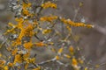 Xanthoria parietina common orange lichen, yellow scale, maritime sunburst lichen and shore lichen on the bark of tree branch. Thin Royalty Free Stock Photo