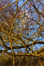 Xanthoria parietina common orange lichen, yellow scale, maritime sunburst lichen and shore lichen on the bark of tree branch. Thin Royalty Free Stock Photo