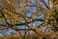 Xanthoria parietina common orange lichen, yellow scale, maritime sunburst lichen and shore lichen on the bark of tree branch. Thin Royalty Free Stock Photo