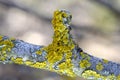 Xanthoria  parietina, foliose, fungus, leafy, lichen common names common orange lichen, yellow scale, maritime sunburst lichen and Royalty Free Stock Photo