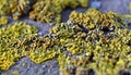 Xanthoria parietina, Lichen, Artforms of Nature, lichenology Royalty Free Stock Photo