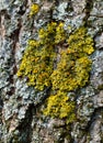 Xanthoria parietina is a foliose, or leafy, lichen. Orange lichen, yellow scale, maritime sunburst lichen, shore lichen Royalty Free Stock Photo