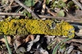 Xanthoria parietina is a foliose, or leafy, lichen. Orange lichen, yellow scale, maritime sunburst lichen, shore lichen Royalty Free Stock Photo