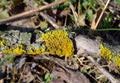 Xanthoria parietina is a foliose, or leafy, lichen. Orange lichen, yellow scale, maritime sunburst lichen, shore lichen Royalty Free Stock Photo