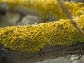 Xanthoria parietina is a foliose, or leafy, orange lichen.