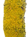 Xanthoria Parietina Golden Shield Lichen Close-Up on Tree Stem Royalty Free Stock Photo