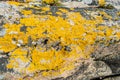 Xanthoria parietina or golden shield lichen Royalty Free Stock Photo