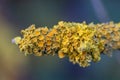 Xanthoria parietina Lichen Royalty Free Stock Photo