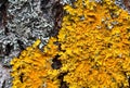 Xanthoria parietina.