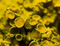 Xanthoria polycarpa Royalty Free Stock Photo