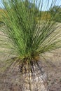 Xanthorrhoea Australis â Grass Treeâ