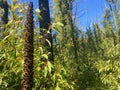 Xanthorrhoea Australis Seeding