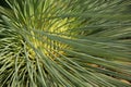 Xanthorrhoea johnsonii