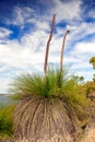 Grasstrees Xanthorrhoea , also known as Blackboy or Kangaroo tail