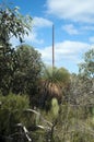 Xanthorrhoea semiplana ssp. tateana or Kangaroo Island grass tree Royalty Free Stock Photo