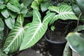 The Xanthosoma, The Fancy Leaf Caladium or Caladium Lindenii Andre or Madisonsyn or Xanthosoma Lindenii or Araceae