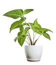 Xanthosoma Lindenii plant in white pot, Caladium Lindenii leaves isolated on white background, with clipping path