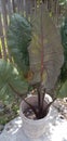 Xanthosoma robustum of local in Pati jateng Royalty Free Stock Photo