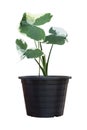 Xanthosoma sagittifolium L. Schott or Alocasia Mickey Mouse growing in black plastic pot isolated on white background. Royalty Free Stock Photo