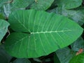 Xanthosoma sagittifolium leaf