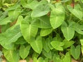 Xanthosoma sagittifolium leaves