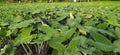 Xanthosoma sagittifolium Plant image in india village farm image