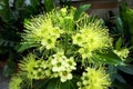 xanthostemon chrysanthus or golden penda flower Royalty Free Stock Photo