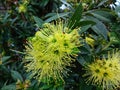 xanthostemon verticillatus flower plant