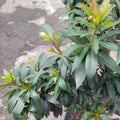 Xantos lemon has beautiful green leaves