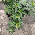 Xantos Lemon plant has small yellow flower