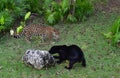 Xcaret Park- Riviera Maya -Mexico-black panther and leopard 81