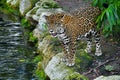 Xcaret Park- Riviera Maya -Mexico-The leopard 78