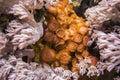 Xenia coral. And brown Zoantharia Royalty Free Stock Photo