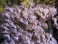 Xenia coral. Waving hand corals