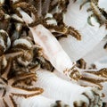 xenia shrimp in soft coral Royalty Free Stock Photo
